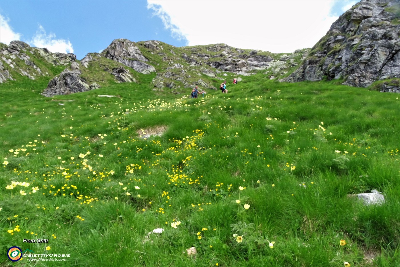 58 In ripida salita nel verde dell'erba e giallo delle pulsatille alpine sulfuree.JPG